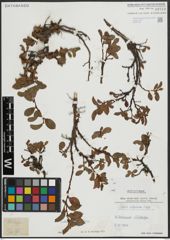 Foto von Salix alpina Scop.
